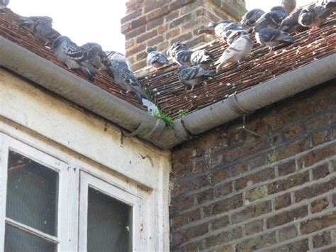 pigeons living on my roof